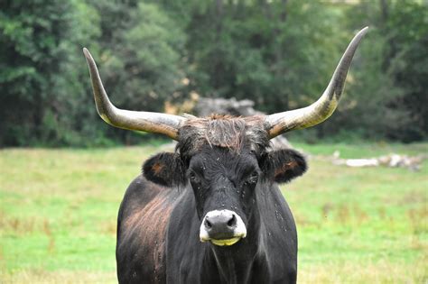 60 Free Bull Face And Bull Images Pixabay