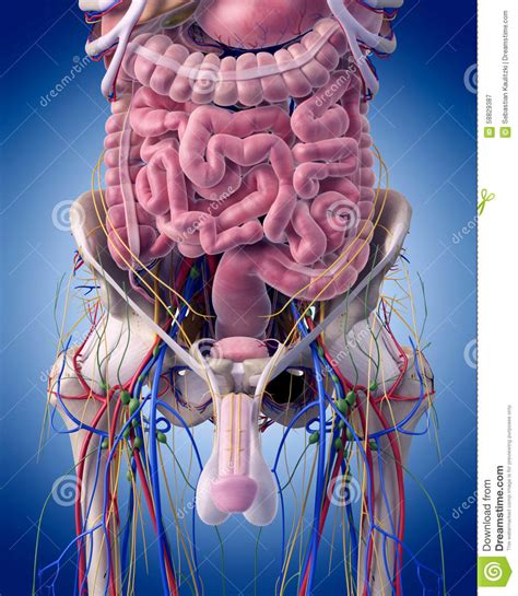 • in this module, we will explore basic abdominal anatomy identifiable with common imaging modalities. The abdominal anatomy stock illustration. Illustration of circulatory - 58829387