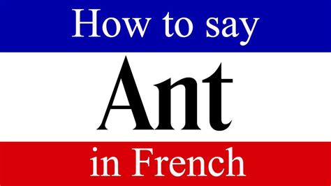 Learn French How To Say Ant In French French Language Lessons Youtube