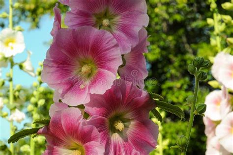 Pink Holly Hock Flower Stock Image Image Of Sweet Left 87331745