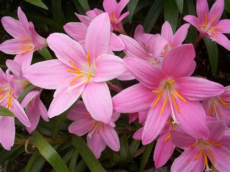 Pink Lilies Pink Easter Flowers Spring Lilies Hd Wallpaper Pxfuel