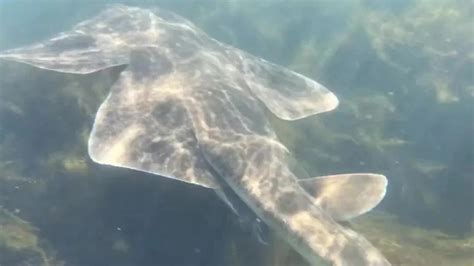 Watch As Incredibly Rare Angel Shark Spotted Off Coast Of Ireland In