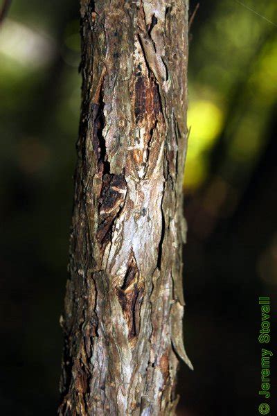Sfa Dendro Rubiaceae Cephalanthus Occidentalis Common Buttonbush