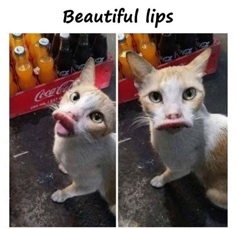 Cat Lips Meme