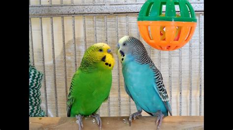 Parakeets Kissing And Playing Funny Budgies Bird Sounds