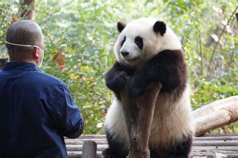 Giant Panda Hehua Has Become A Super Star At The Chengdu Research Base