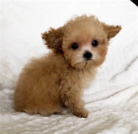 Lancaster puppies has one for you! Tiny Teacup Apricot maltipoo puppy! | iHeartTeacups