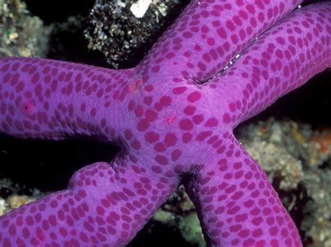 Purple Sea Star Photograph By Wolcott Henry For National Geographic