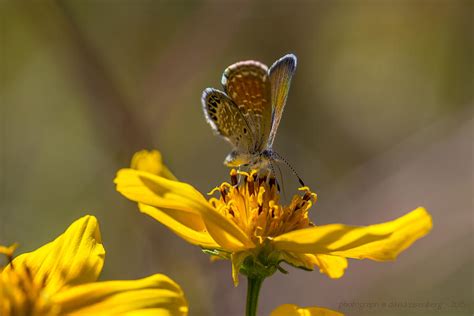 Western Pygmy Blue Butterfly Photograph By David Eisenberg Pixels