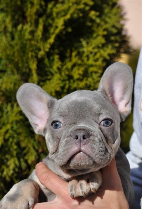 Browse thru our id verified puppy for sale listings to find your perfect puppy in your area. BLUE MALES AND A FEMALES FRENCH BULLDOG PUPPIES FOR SALE ...