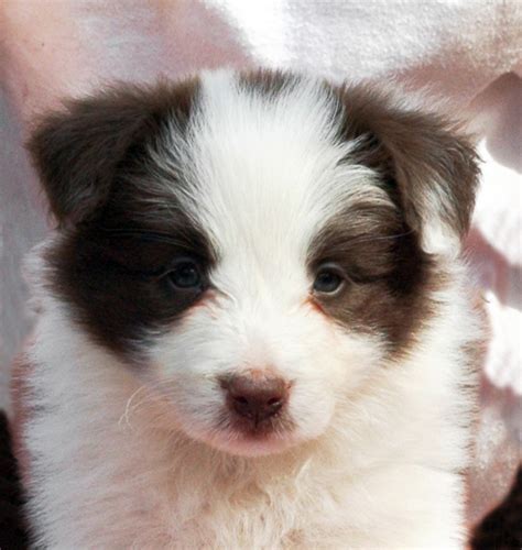 The border collie is the most intelligent canine that is perfect for active owners and families. Pictures of Puppies | 45 Free Cute Border Collie Puppy Images | HubPages