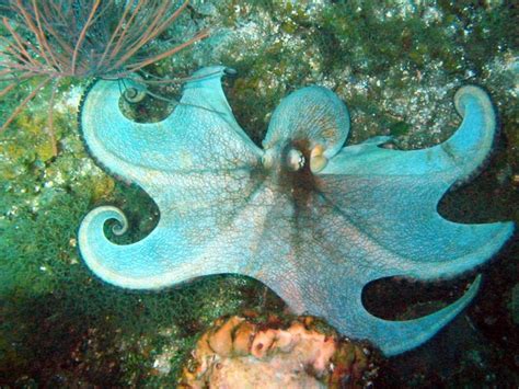 Caribbean Reef Octopus Information And Picture Sea Animals
