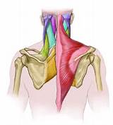 Photos of Trapezius Muscle Exercise Pain
