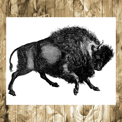 Buffalo Buffalo Illustration Buffalo Animal Animal Illustration