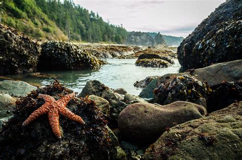 10 Best North American Beaches For Exploring Tide Pools