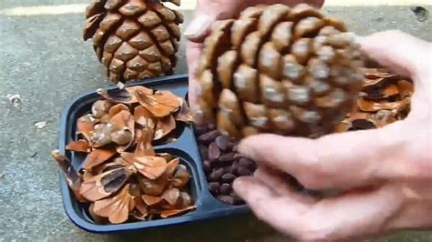 Huge Pinon Pine Cone Seeds Youtube