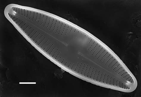 Image Ncpa017302ed Species Diatoms Of North America