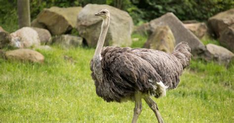 Truth Or Tail Do Ostriches Really Bury Their Head In The