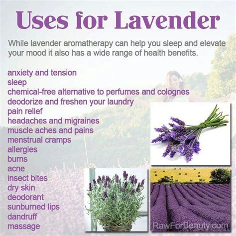 Lavender Health Benefits Lavender Aromatherapy Essential Oils