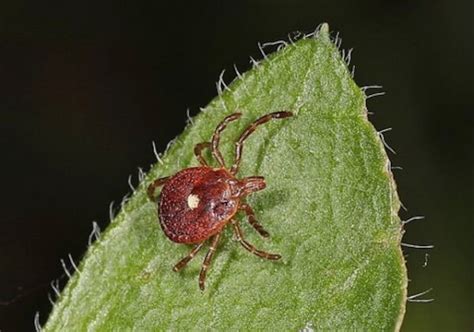 Tick Bites Can Trigger Meat Allergy What You Need To Know Consumer