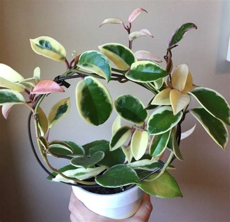 Light requirements for hoya krimson queen care. Hoya 'Carnosa ~ Tricolor Krimson Queen' - RARE Unique ...