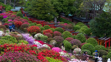 Image Tokyo Japan Nature Parks Rhododendron Shrubs 1920x1080