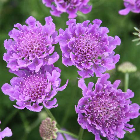 Japanische Berg Skabiose Scabiosa Japonica Vivid Violet Rosa