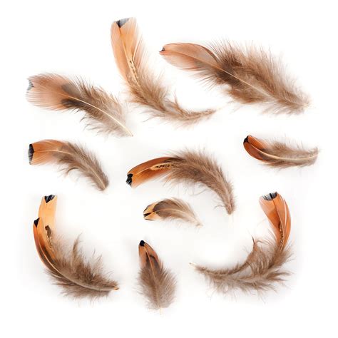 Pheasant Feathers Natural Heart Pheasant Plumage Loose Short Natural