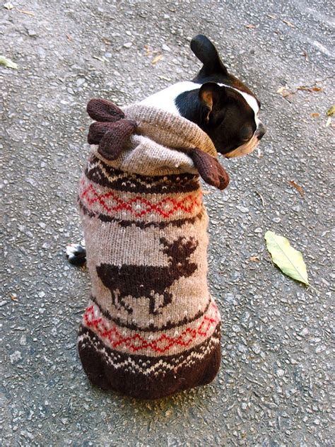 Basils Favorite Things Chilly Dog Sweaters Basils Travels