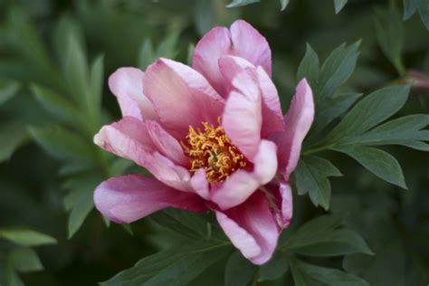 Vw Garden Itoh Peony Keiko Aka Pink Double Dandy