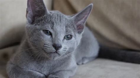 Russian Blue Historypersonalityhealthcare Youtube