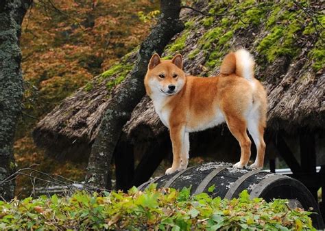 Japanese Dog Breeds Six Ancient And Rare Japanese Dogs