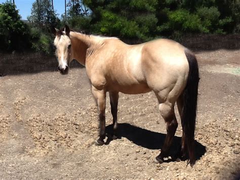 Tan or gold coloured coat with black mane, tail and lower legs. Beautiful Buckskin Horse