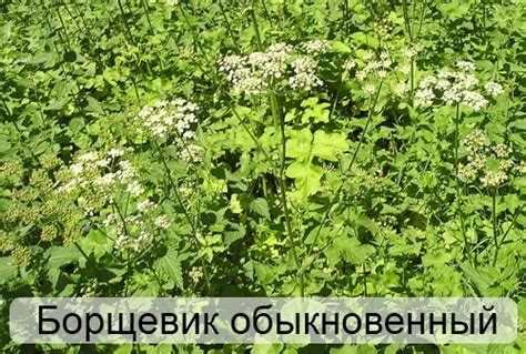 Maybe you would like to learn more about one of these? Чем опасно растение борщевик и что делать при его ожогах