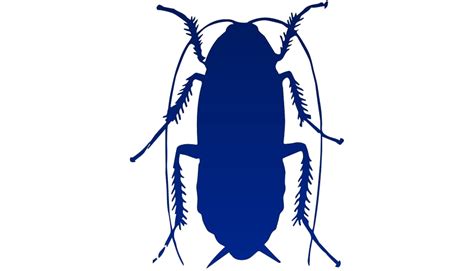 Roach Png Isolated Photos Png Mart