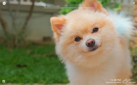 My Pomeranian Hd Wallpapers New Tab Theme Chrome Web Store
