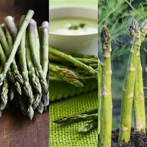 Check spelling or type a new query. Buy asparagus collection crowns asparagus 'collection'