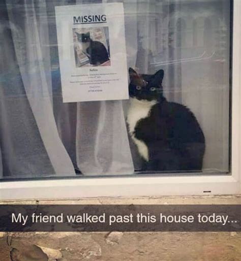 Pin By Melissa Skye On Lolz In 2020 Lost Cat Cat Posters Missing