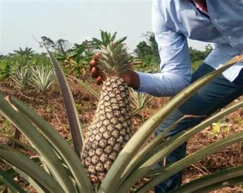 How To Grow Pineapple Plant Pineapple Suckers Hybrid For Sale
