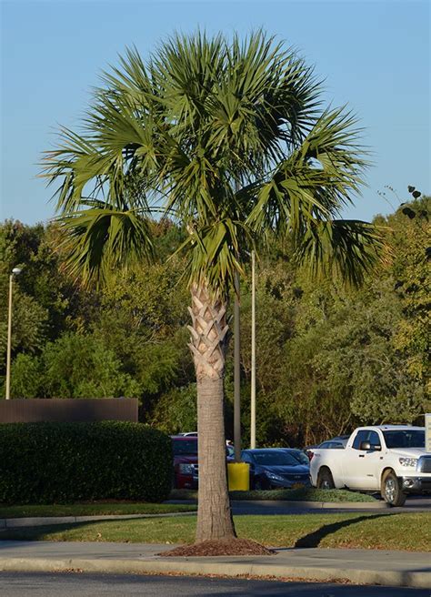 Sabal Palmetto Palmetto Tree Landscape Trees Florida Images