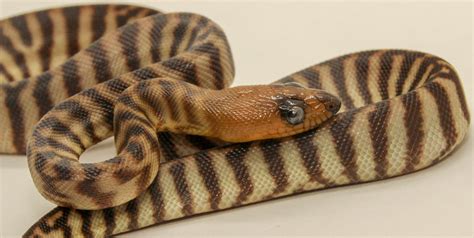 Woma Pythons For Sale Hawkesbury Reptiles