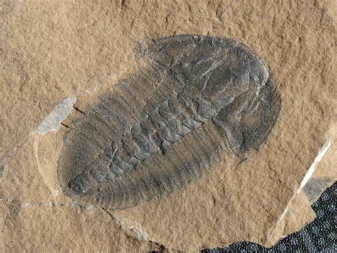 Bathyuriscus Rotundatus Trilobites Museum Muuseo 488743