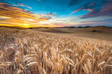 4k Field Wallpapers High Quality Download Free