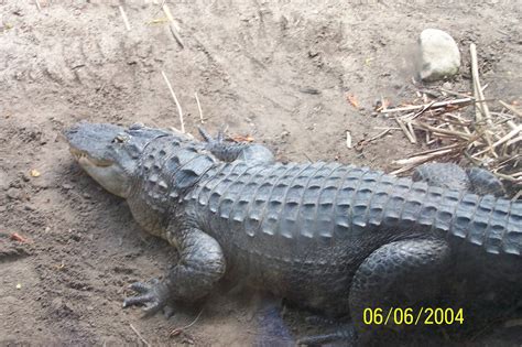 American Alligator Shores Zoochat