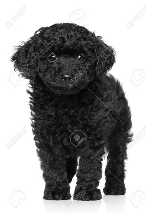 Black Toy Poodle Puppy Posing Over White Background Stock Photo