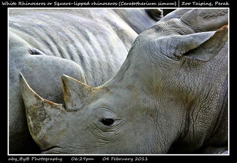 White Rhinoceros Or Square Lipped Rhinoceros Ceratotheriu Flickr