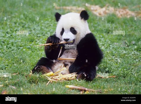 Giant Panda Ailuropoda Melanoleuca Eight Months Old Panda Feeding