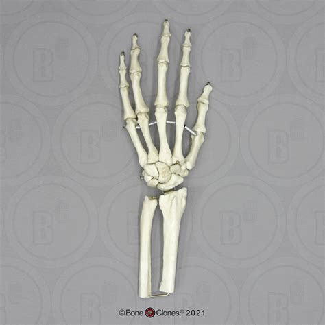 Human Hand Joint Flexible Premium Flexible Hand Partial Radius And