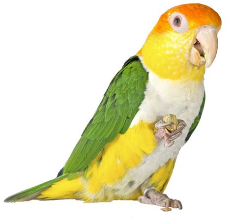 White Bellied Caique At The Animal Store See All Our Baby Birds