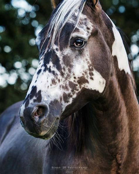 Rare Beautiful Horse Markings Rare Horses Appaloosa H